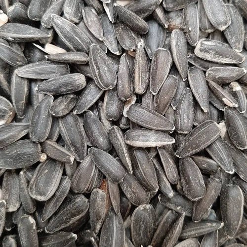 Semillas De Girasol Confitero Saco 20 Kg Para Aves